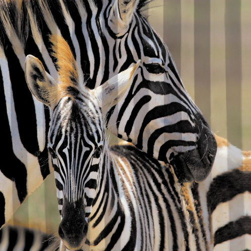 Штора для ванной BRIMIX 02-26 фотопечать Зебра 180х200