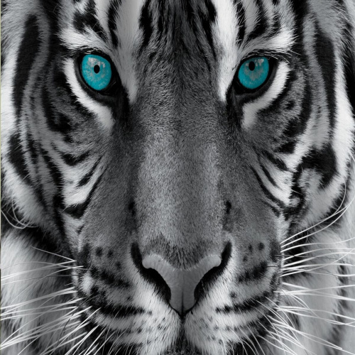 Штора для ванной BRIMIX 02-20 Тигр без колец 180х200 мм